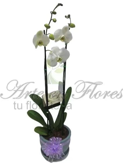 Arte en Flores Armenia
