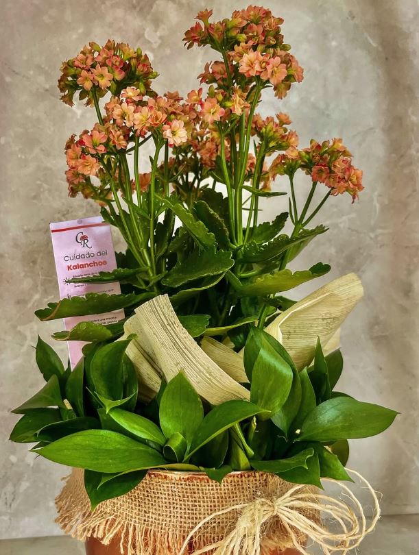 Floristería El Clavel Rojo 3