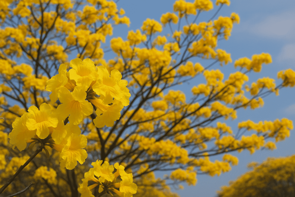 Cómo se vive esta tradición en Colombia y otros países